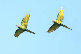 Military Macaw