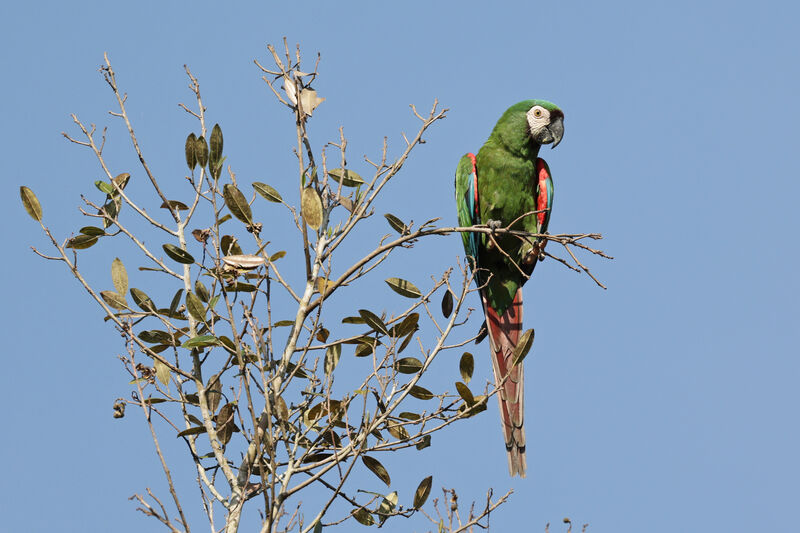 Chestnut-fronted Macawadult