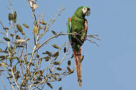 Chestnut-fronted Macaw