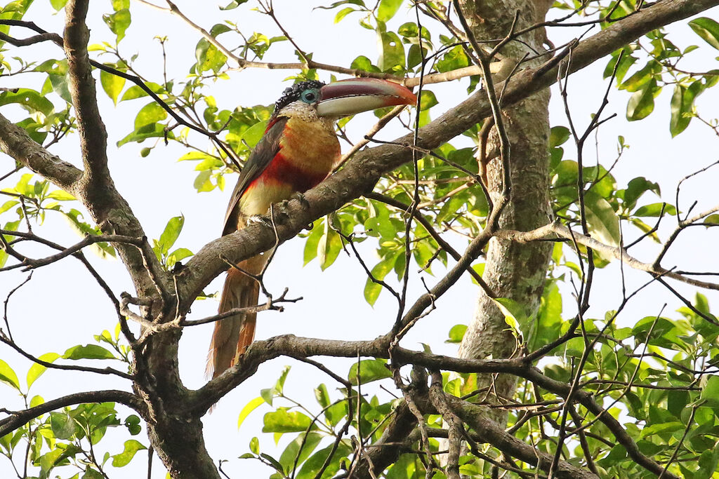 Curl-crested Aracariadult