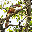 Araçari de Beauharnais