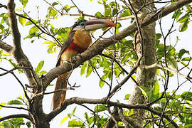 Curl-crested Aracari