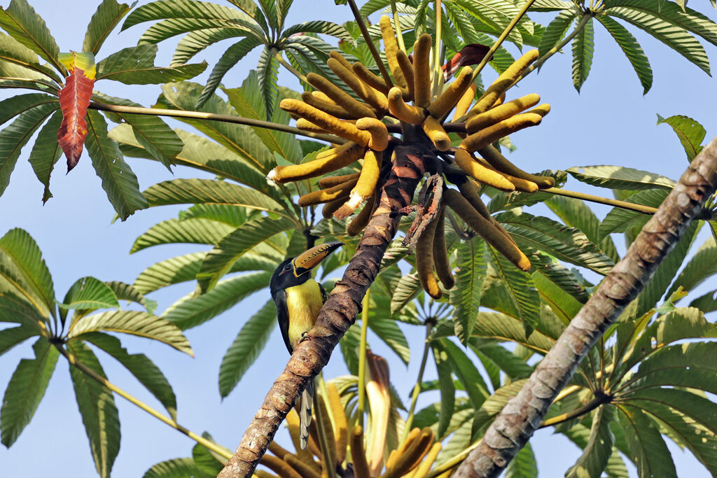 Lettered Aracari