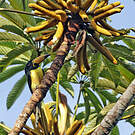 Araçari de Humboldt