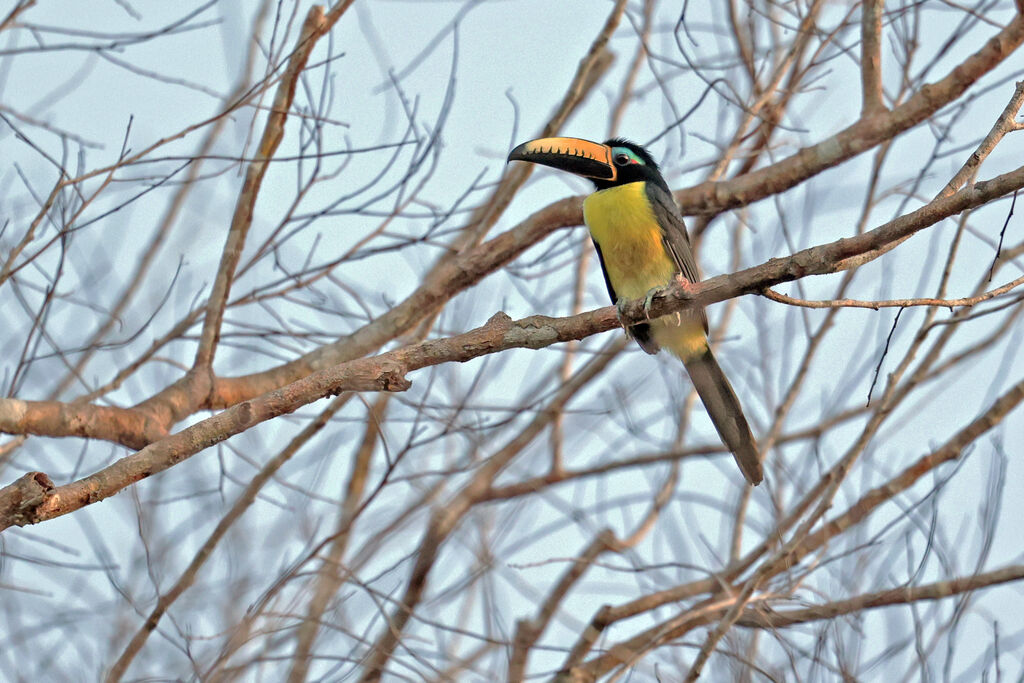 Lettered Aracari