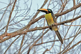 Lettered Aracari