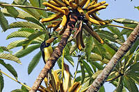 Araçari marqué