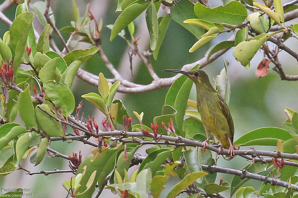 Yellow-eared Spiderhunteradult