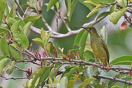 Yellow-eared Spiderhunter