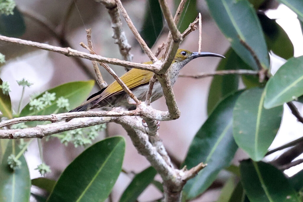 Streaky-breasted Spiderhunter