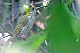 Bornean Spiderhunter