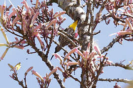 Whitehead's Spiderhunter