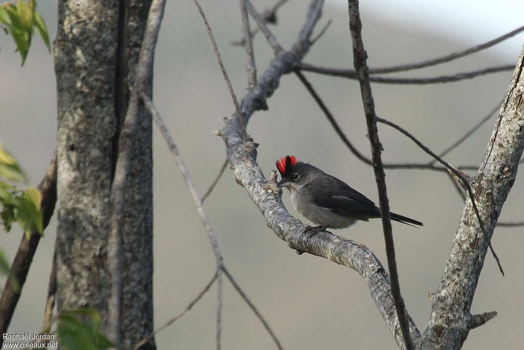 Grey Pileated Finch male adult breeding, identification