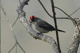 Grey Pileated Finch