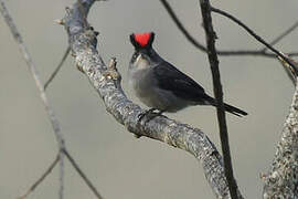 Grey Pileated Finch