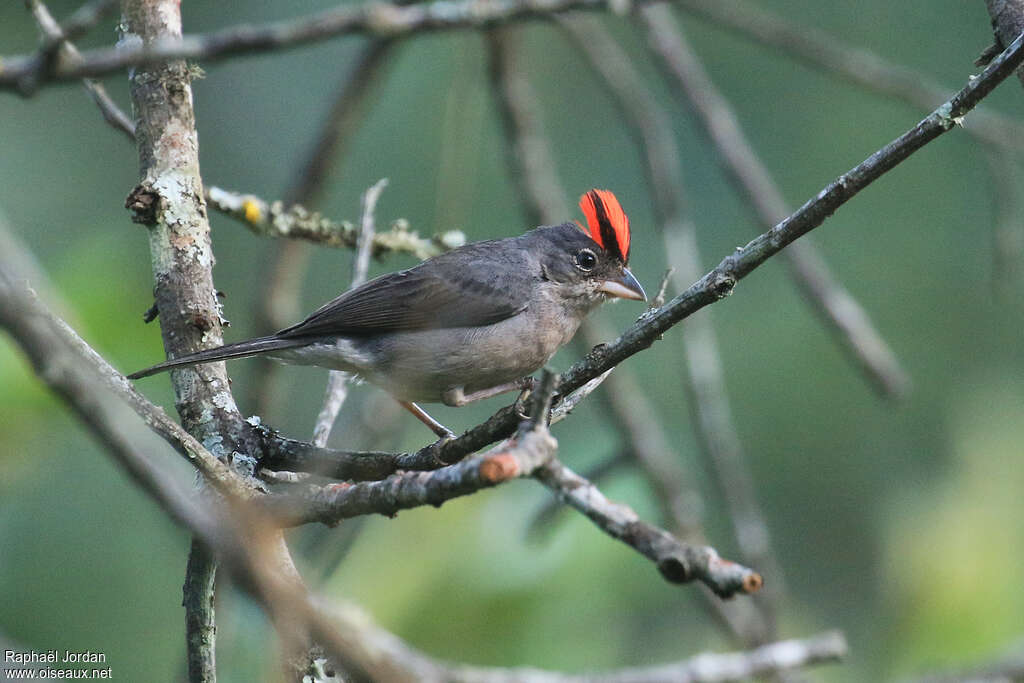 Grey Pileated Finch male adult breeding, identification