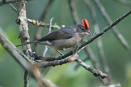 Grey Pileated Finch