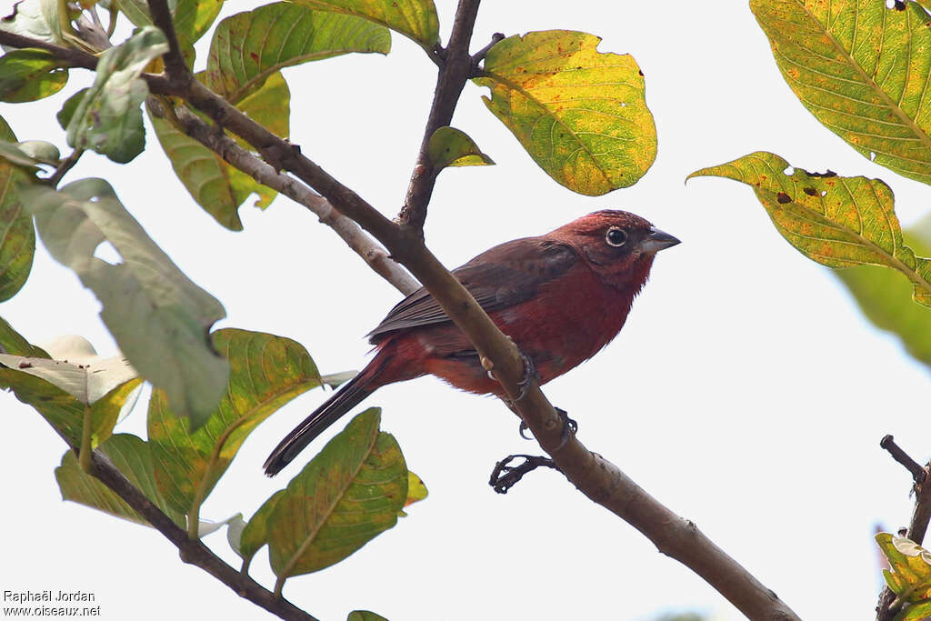 Red Pileated Finch female, identification