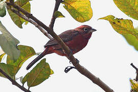 Red Pileated Finch