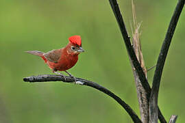 Red Pileated Finch