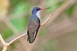 Violet-crowned Hummingbird