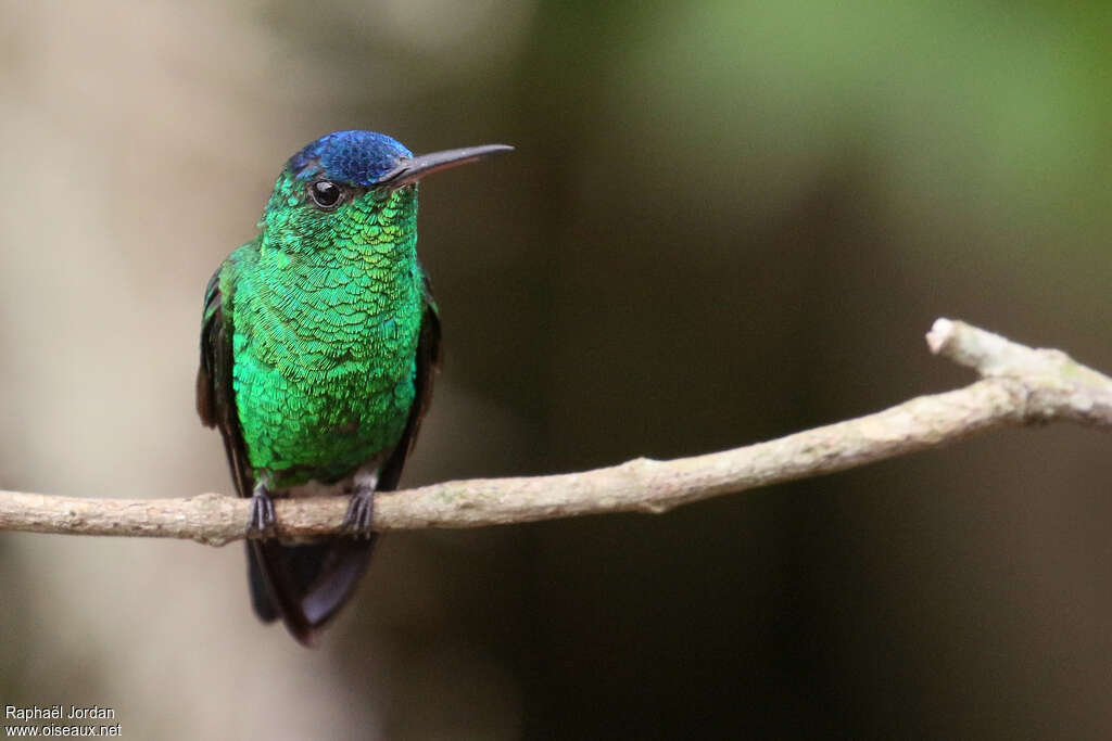 Indigo-capped Hummingbirdadult, close-up portrait