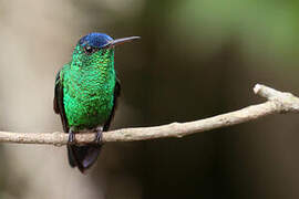 Indigo-capped Hummingbird