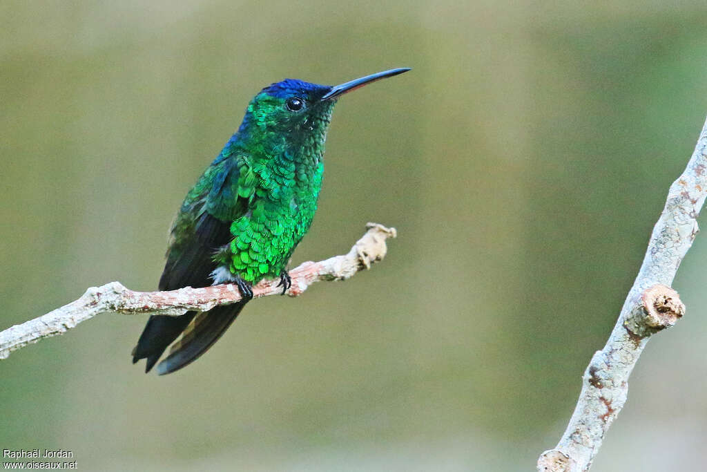 Indigo-capped Hummingbird male adult, identification