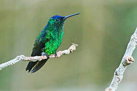 Indigo-capped Hummingbird