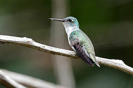 White-chested Emerald