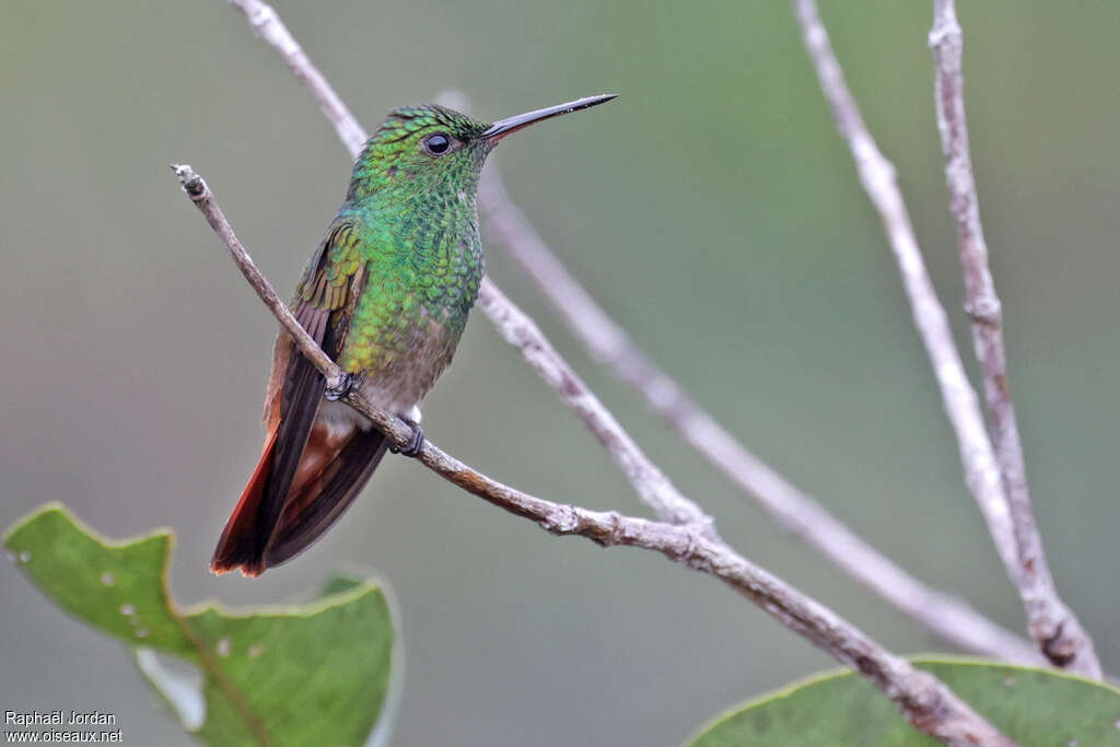 Copper-tailed Hummingbirdadult