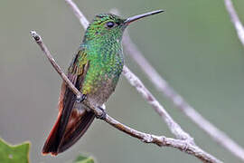 Copper-tailed Hummingbird