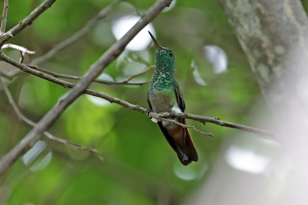 Copper-tailed Hummingbird