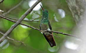 Copper-tailed Hummingbird