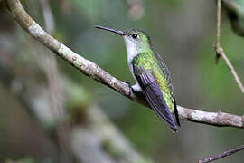 White-bellied Hummingbird