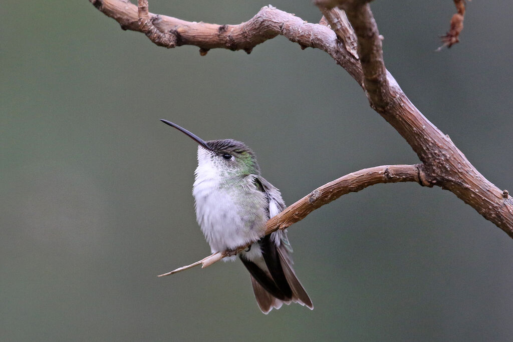 White-bellied Hummingbirdadult