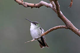 White-bellied Hummingbird