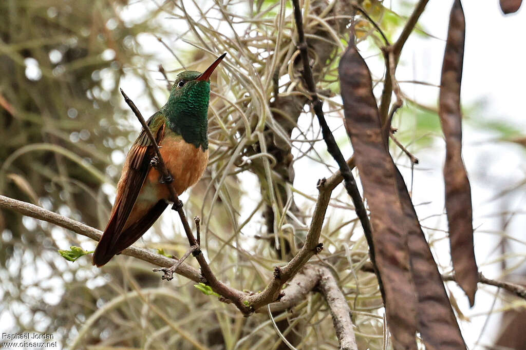 Ariane à ventre rouxadulte