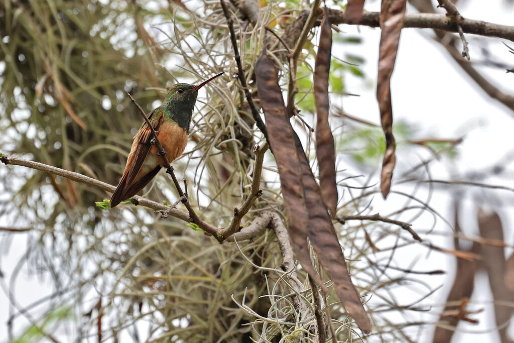 Ariane à ventre rouxadulte