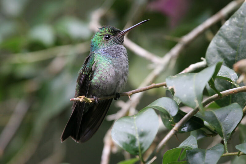 Blue-chested Hummingbird female adult