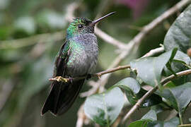 Blue-chested Hummingbird