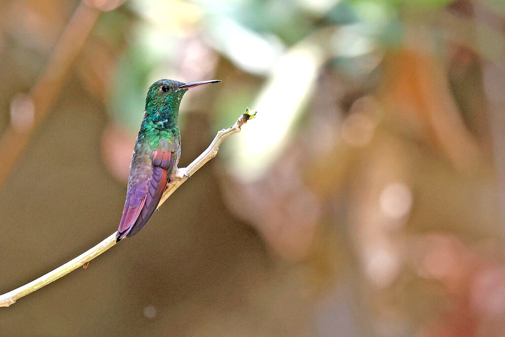 Berylline Hummingbird