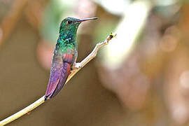 Berylline Hummingbird