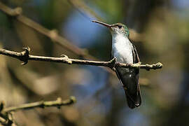 White-bellied Emerald