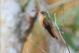 Cinnamon Hummingbird