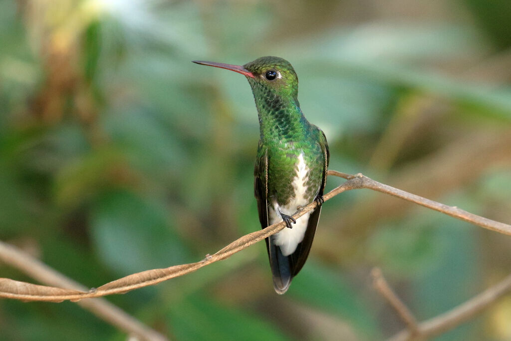 Glittering-throated Emeraldadult