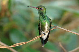 Glittering-throated Emerald