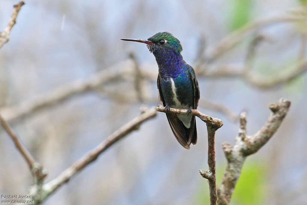 Sapphire-spangled Emerald male adult, identification