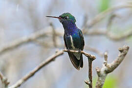 Sapphire-spangled Emerald