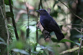 Javan Whistling Thrush